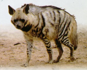 hyena-fig1