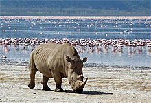 lake_nakuru_white_rhino