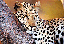 leopard_in_lake_nakuru