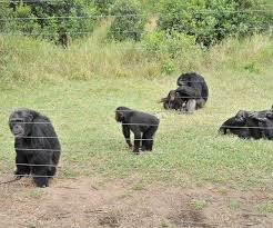 olpejeta park