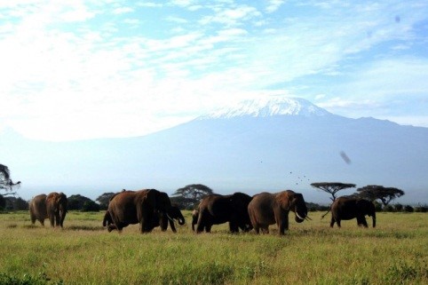 AAmboseli safari from Nairobi